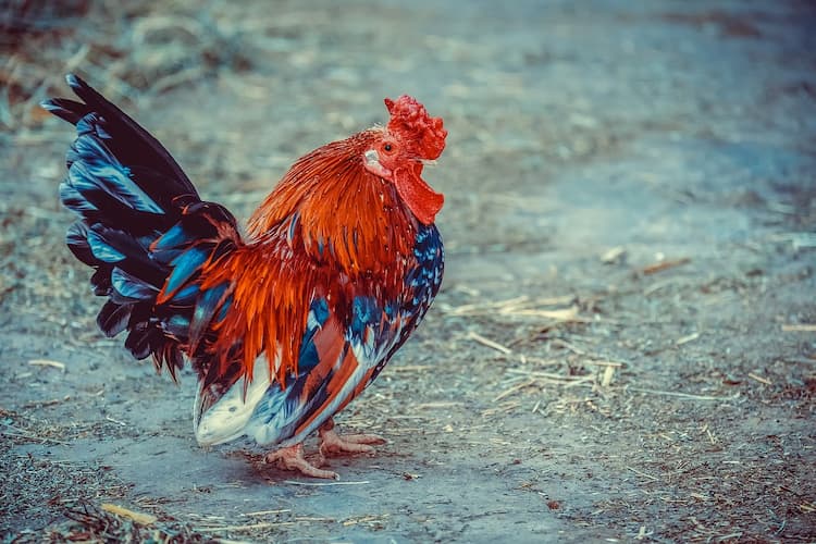 chicken chicken